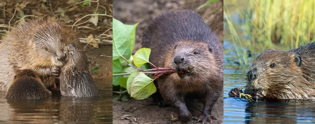 Esti hódles - ismerd meg jobban a Dunai hódok világát